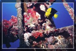 Nikonos V, 28mm, SB105 strobe. Taken on the Princess Brit... by Spencer Multack 